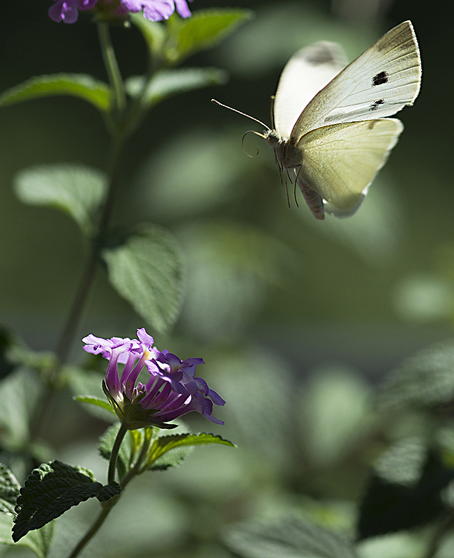 in fase di atterraggio