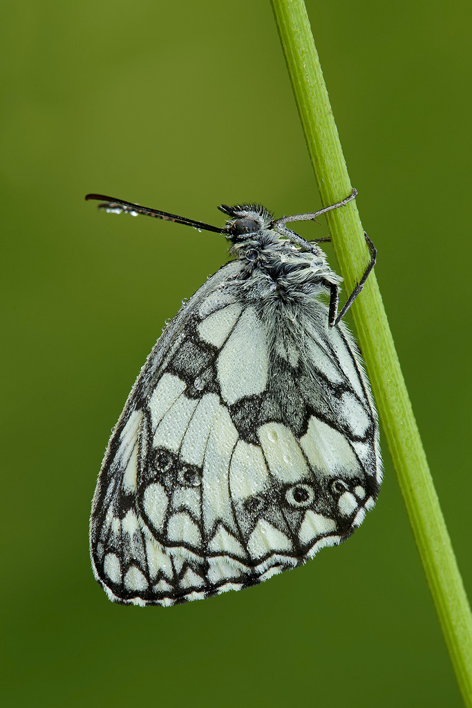 Melanargia Galathea