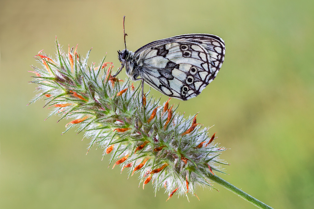 La bianca marmorizzata ( Melanargia galathea )