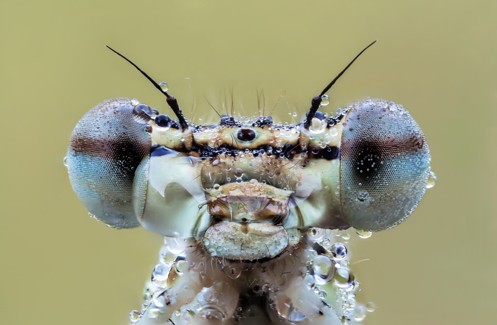 Platycnemis pennipes  RR 5:1