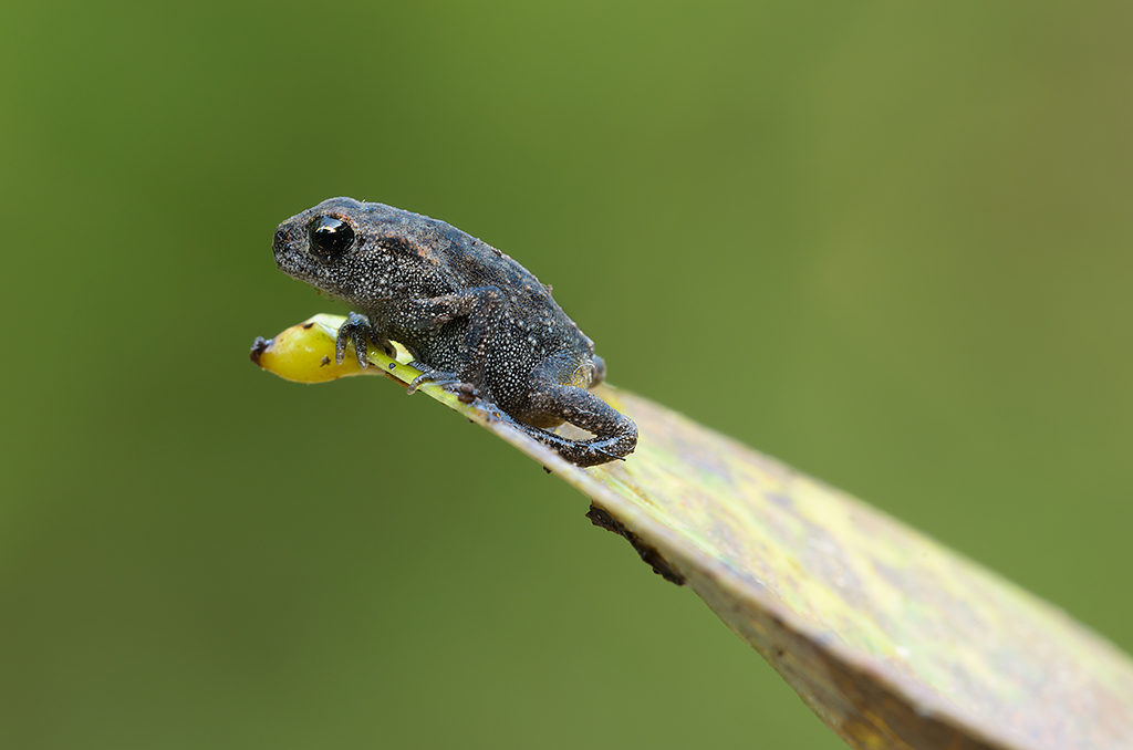 Salto dal trampolino