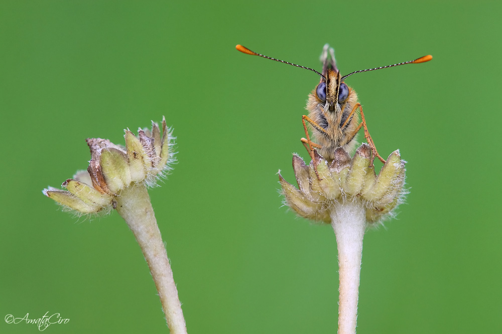 Melitaea