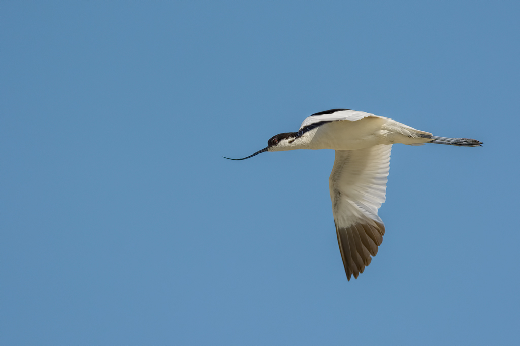 Avocetta (Recurvirostra avosetta)