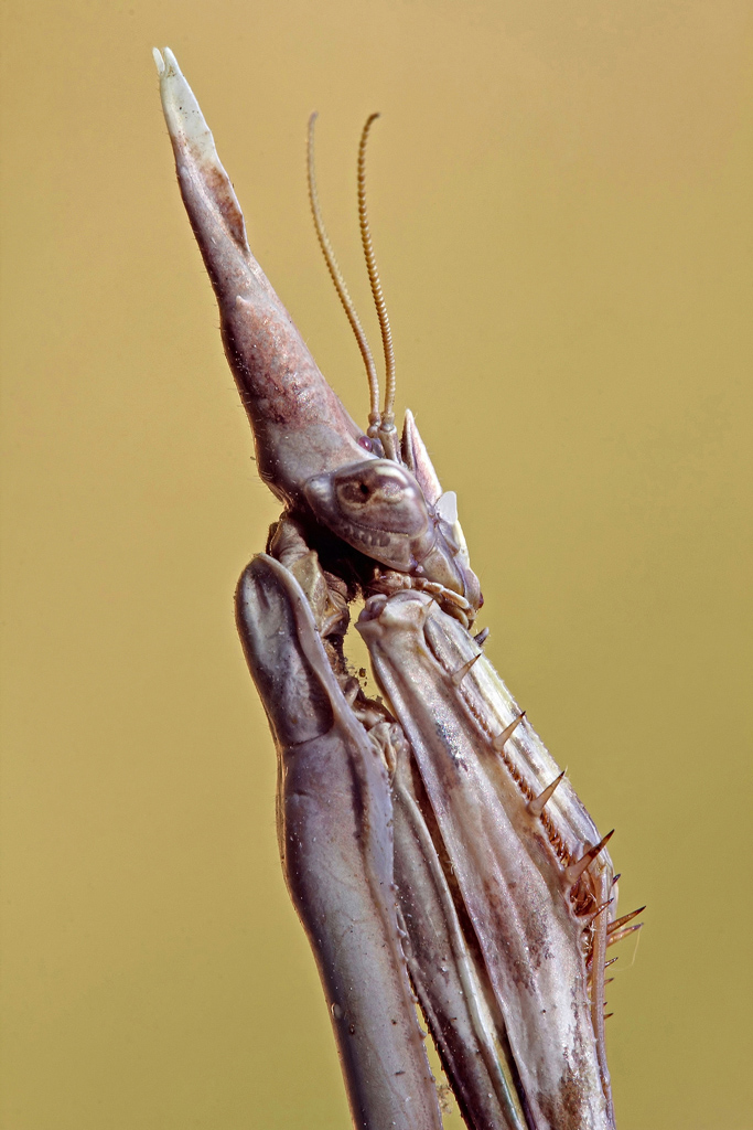 Dall'Antico Egitto !