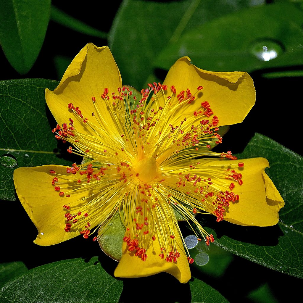 Hypericum