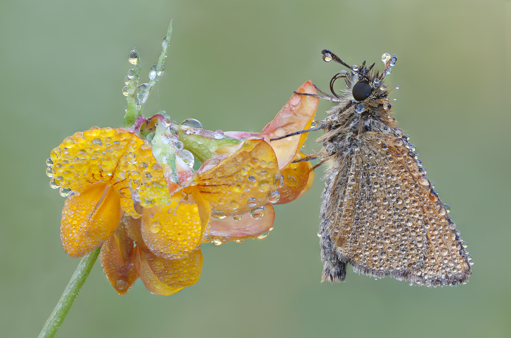 La bellezza della natura  "Thymelicus  lineola"