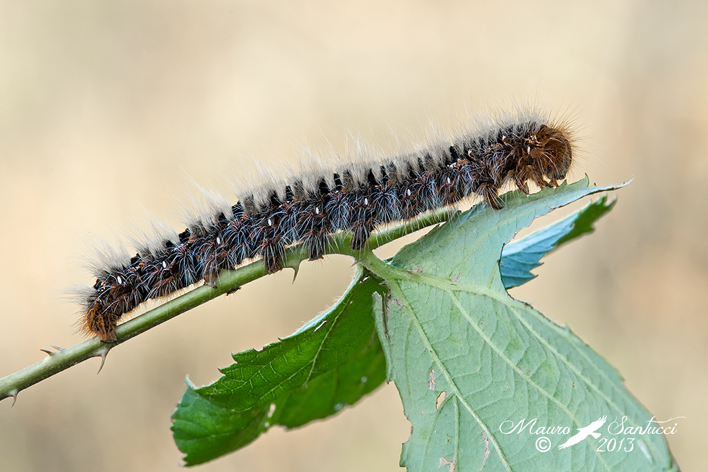 Lasiocampa quercus Linnaeus 1758 (Bombice della quercia)