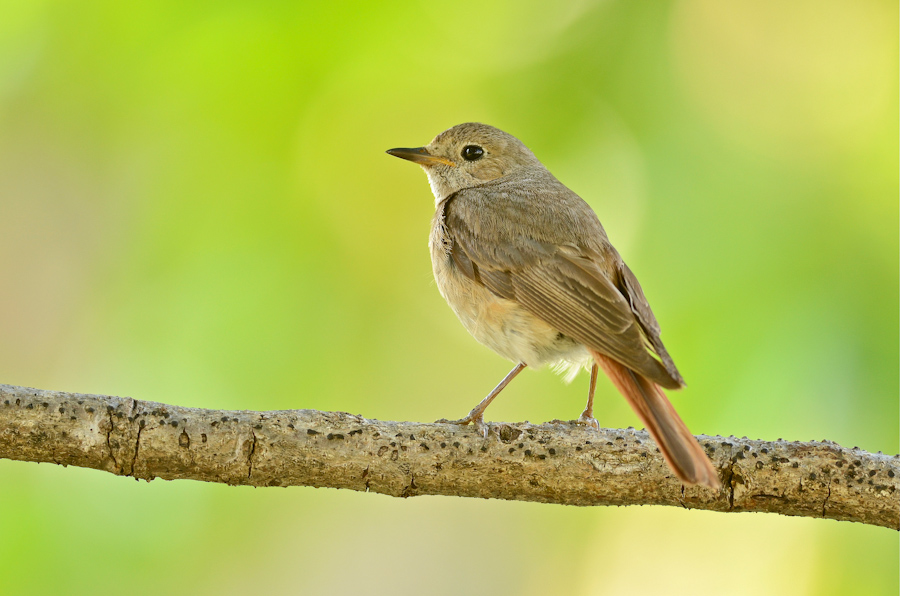 Femmina di codirosso