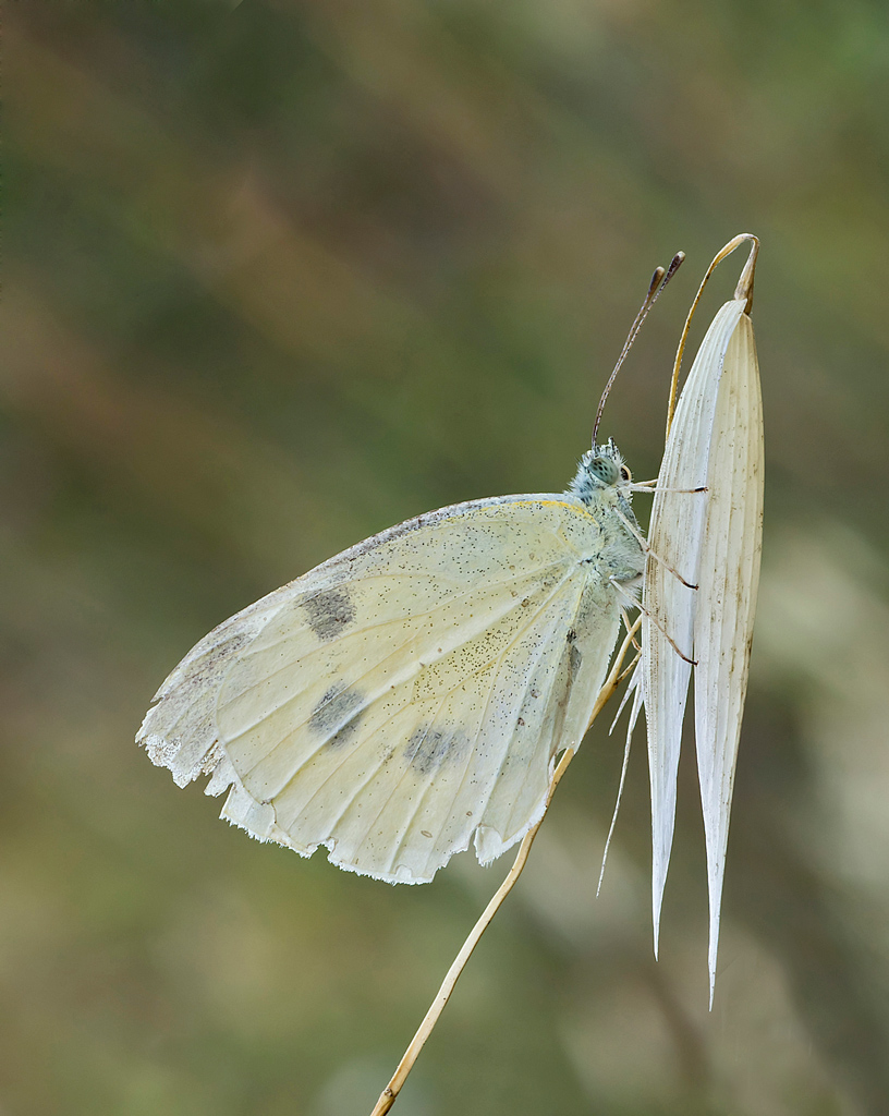 Pieris Brassicae...