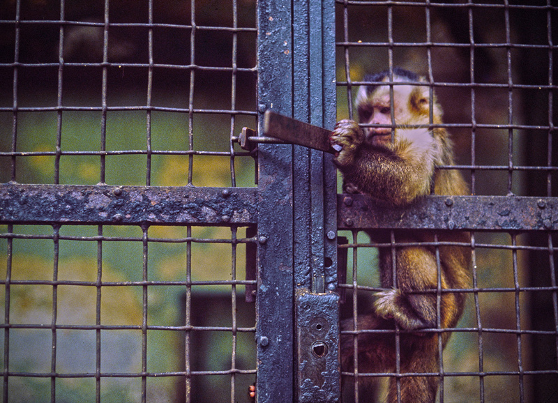 tentativo di evasione