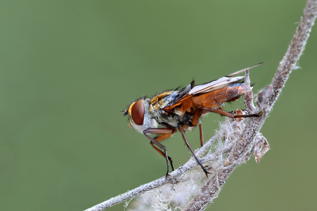 Profilo Di Una Mosca !