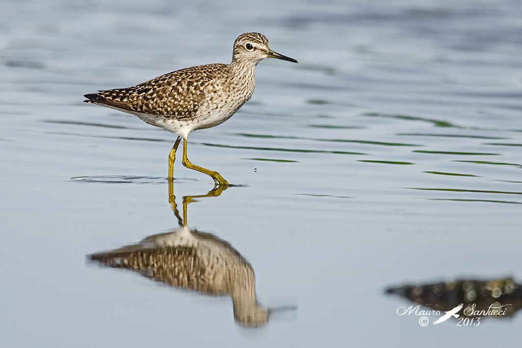 Piro piro boschereccio