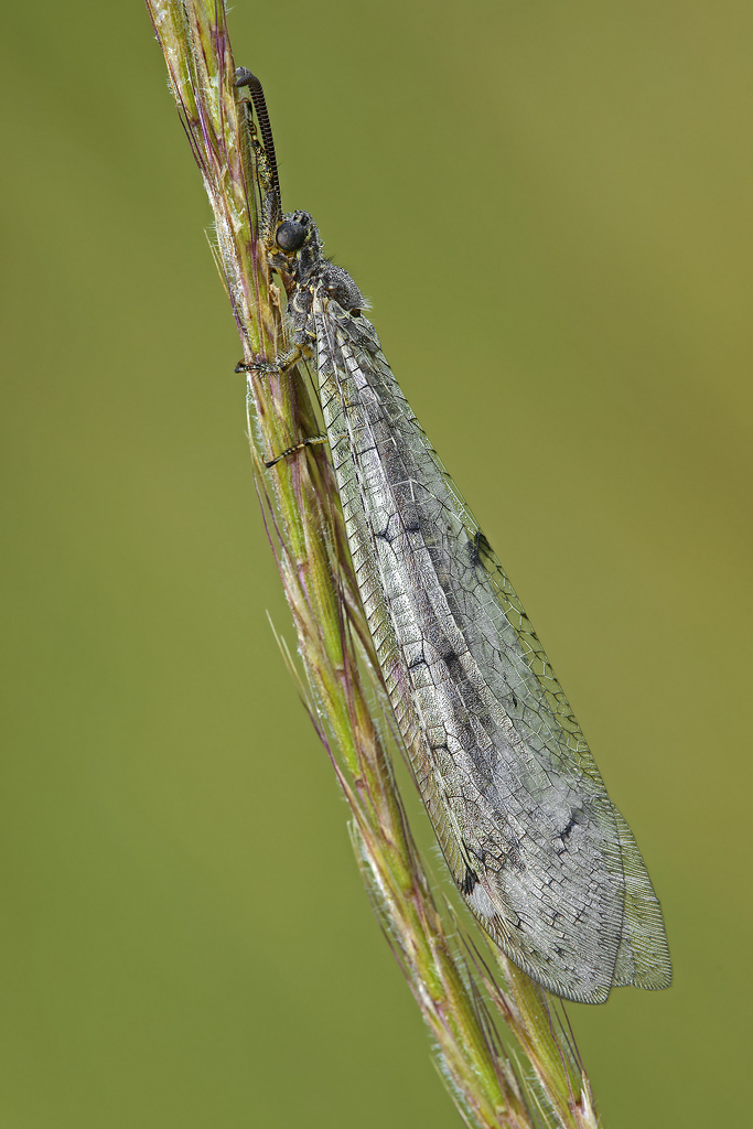 Distoleon Tetragrammicus