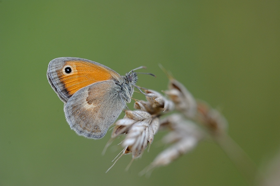Coenonympha pamphilus