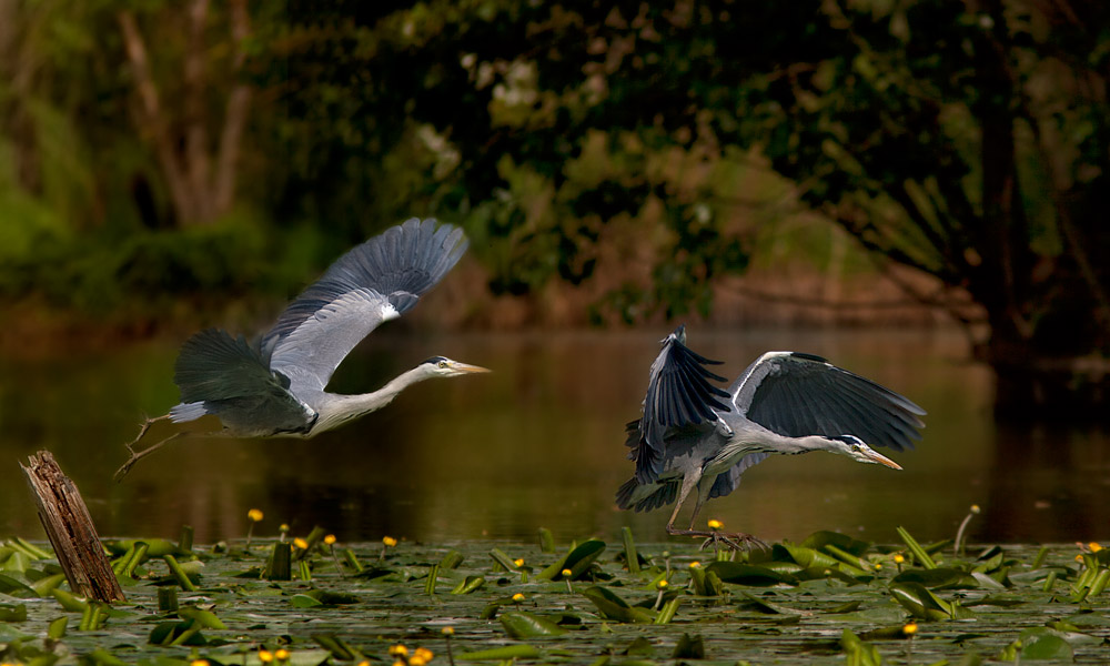 Inseguimento al tramonto