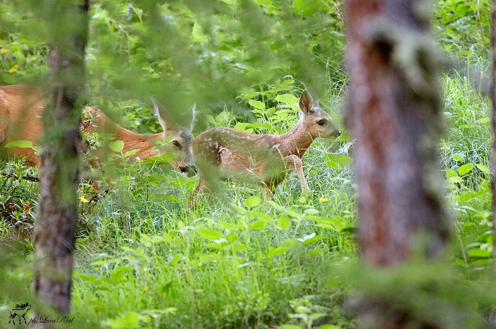 Capriolo piccolo e femmina
