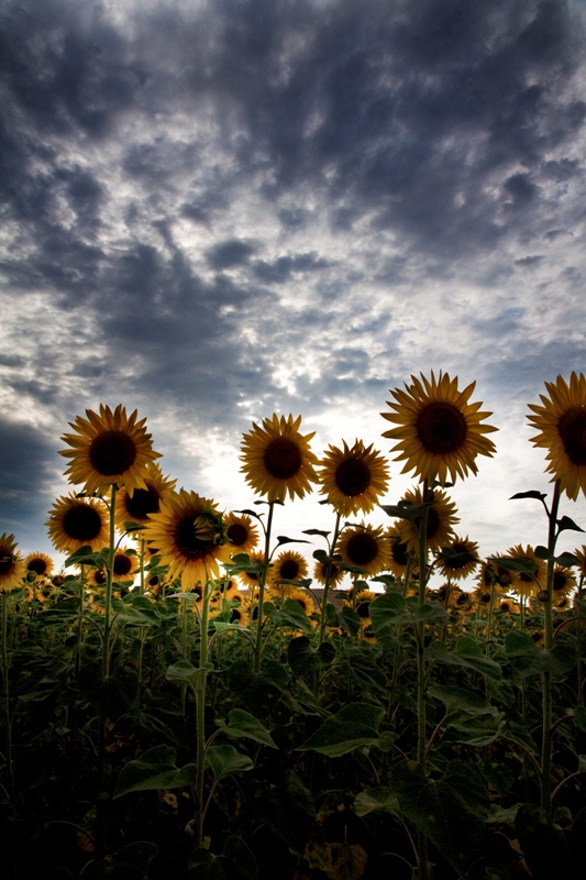 girasoli