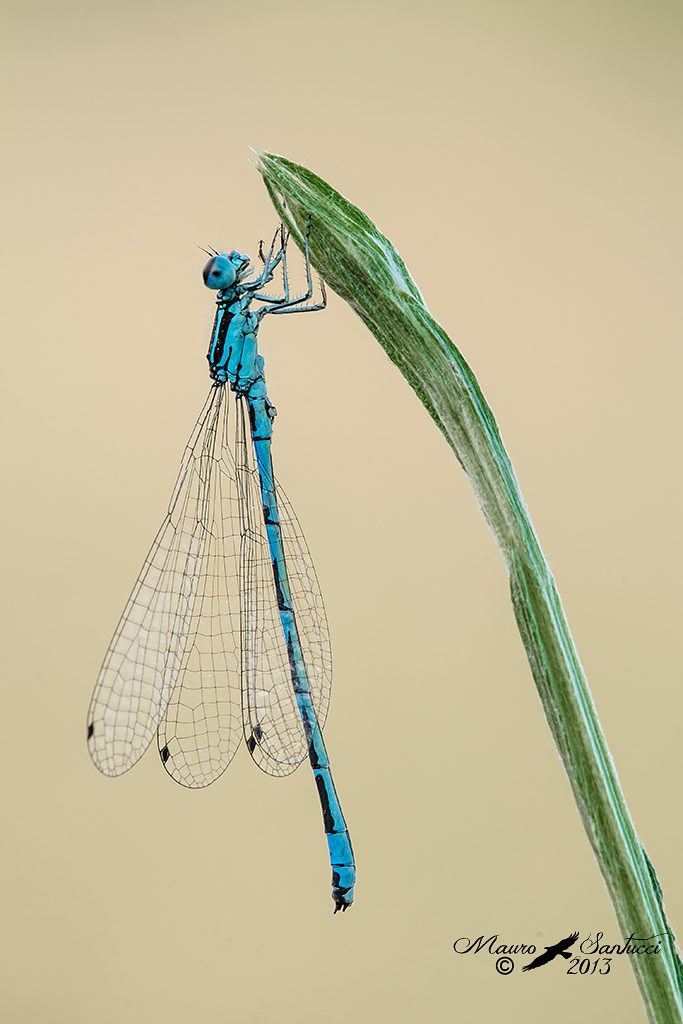 Coenagrion mercuriale