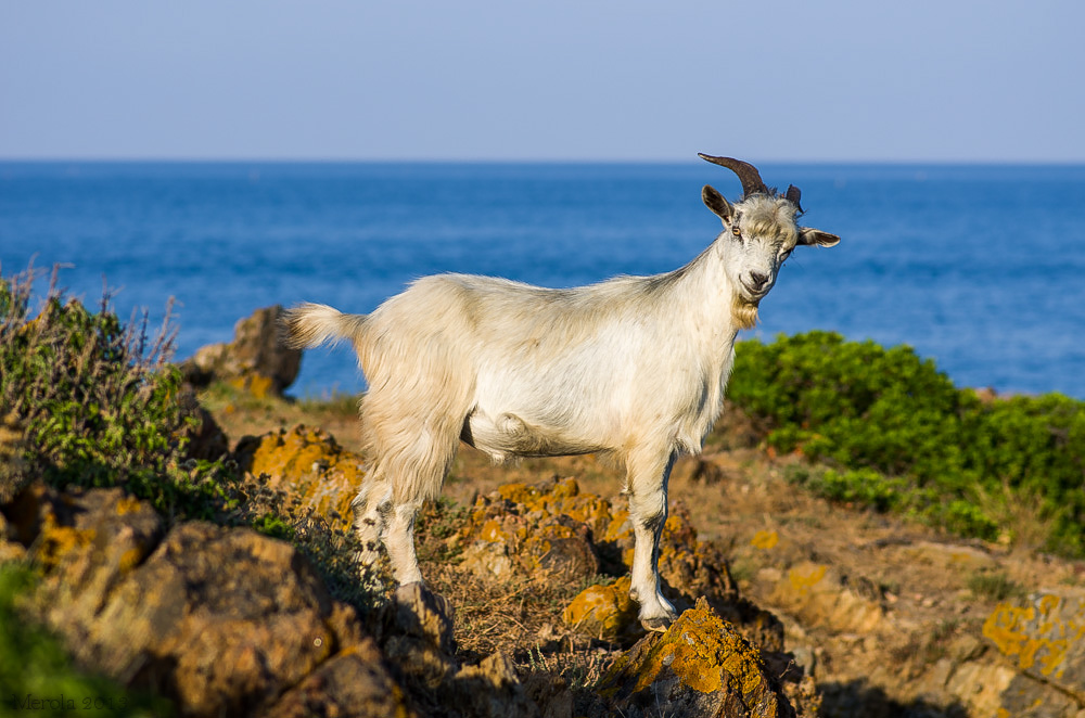 Capra dell'asinara