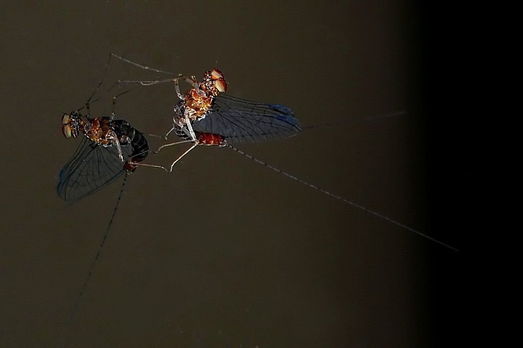 *** Passi di walzer ***