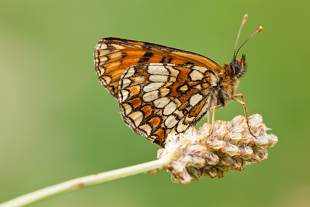 Melitaea phoebe