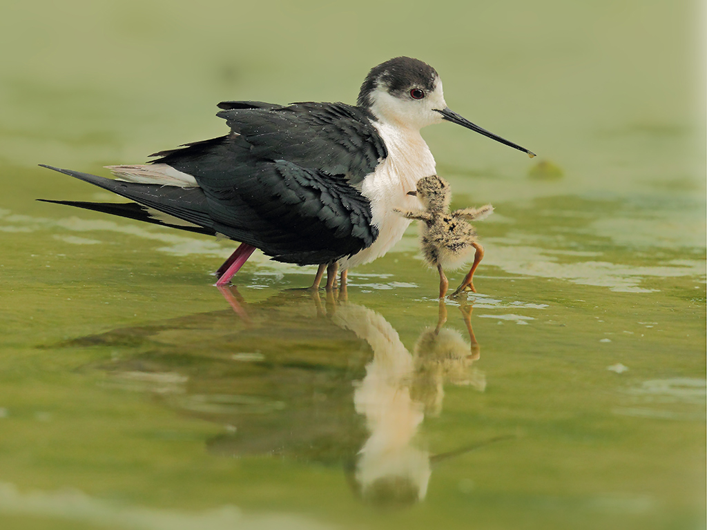 Cavalieri d'Italia # 9
