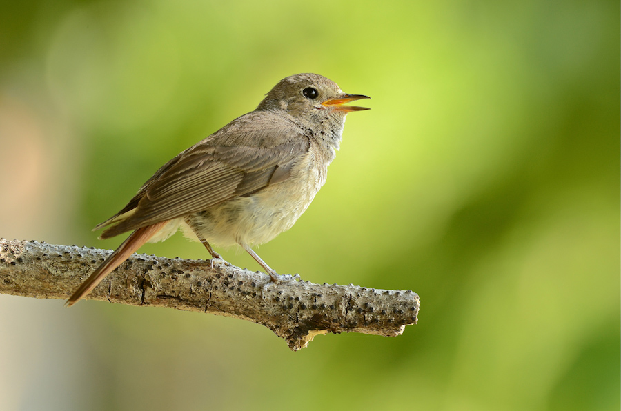 Il richiamo della codirossa
