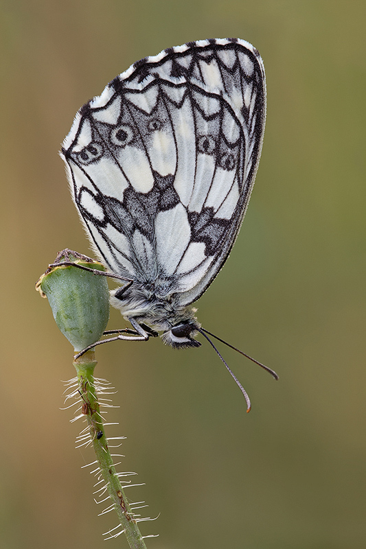 tutto niente Melanargia Galathea