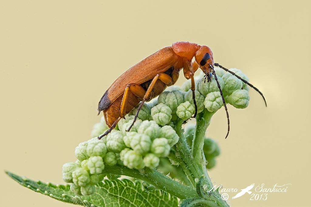 Coleoptera_Zontis Flava (Meloidae)