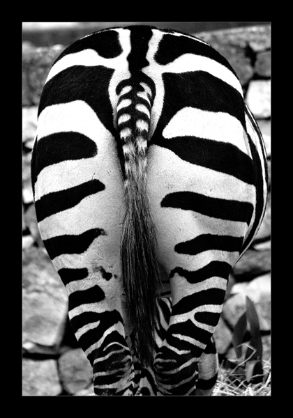 Il nuovo acquisto della Juve