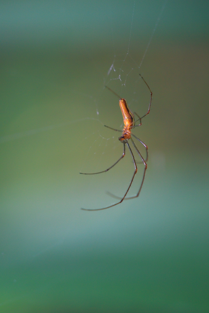 Tetragnatha