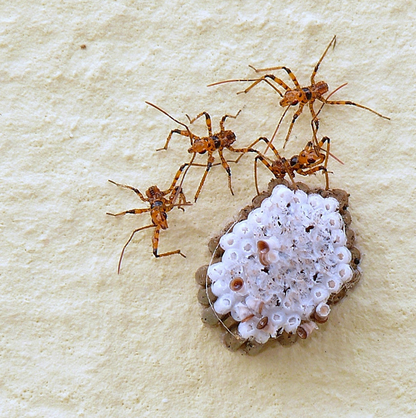 *** I tre moschettieri ***