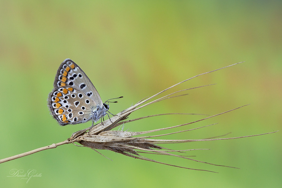 Aricia agestis