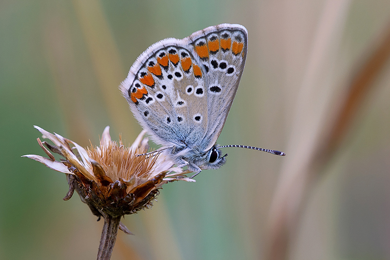 ....Un'idea....Lycaenidae