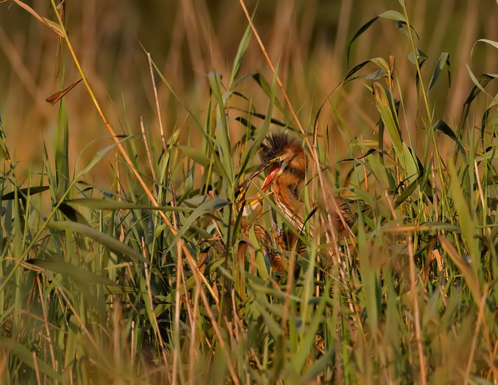 imbeccata di airone rosso (lipu ostia)