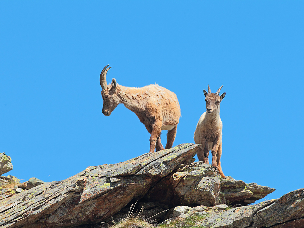 Stambecco # 2