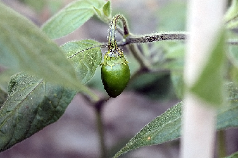 Rocoto Guatemala Giant