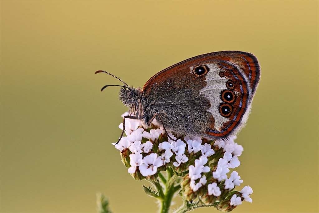 Coenonympha-arcania