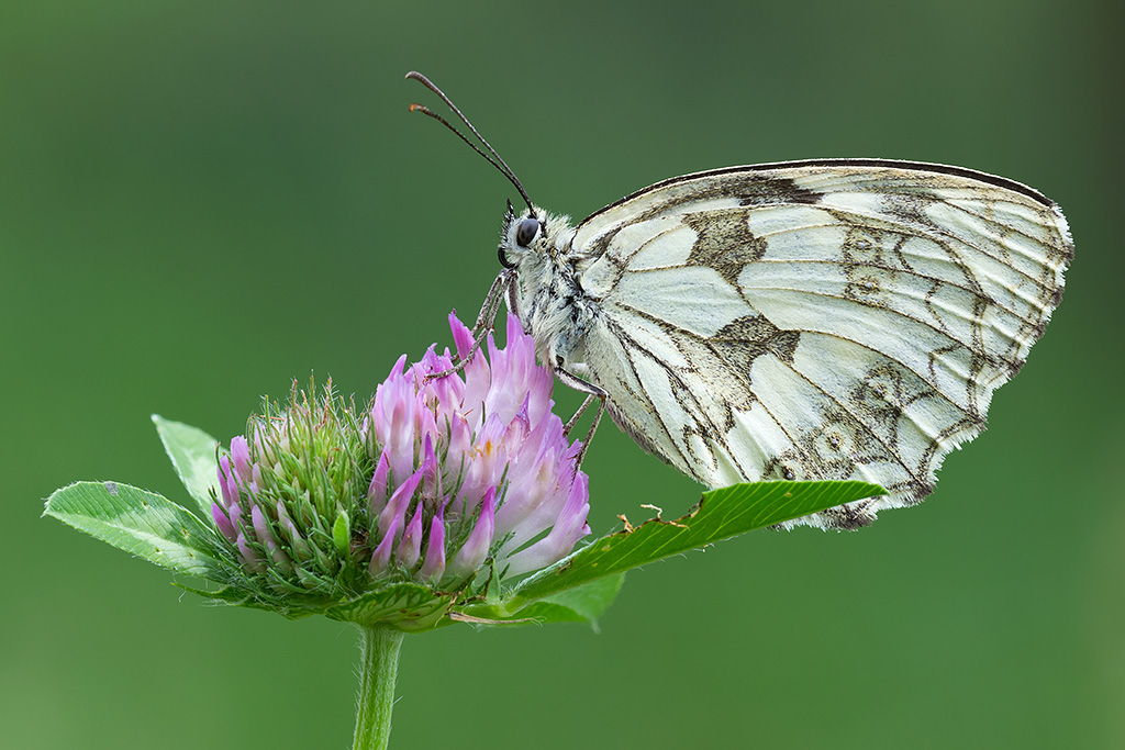 Melanargia galathea