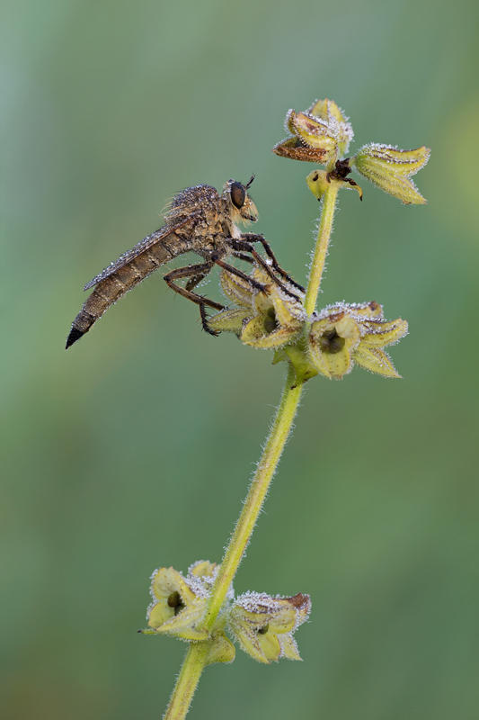 ...vecchi amici...Machimus (Asilide)