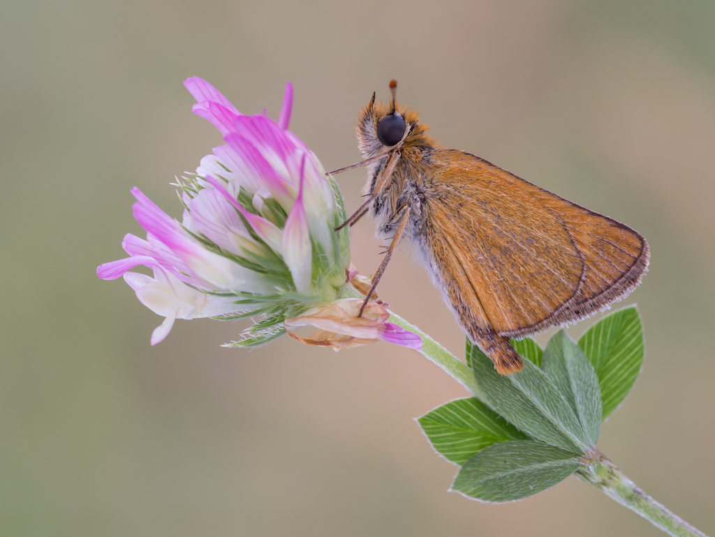 Thymelicus sylvestris
