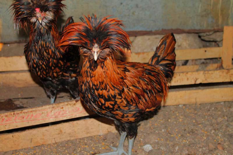 Padovana oro orlo nero