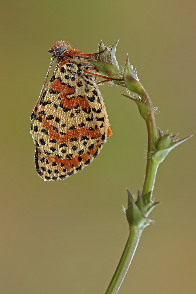 Melitaea Didyma