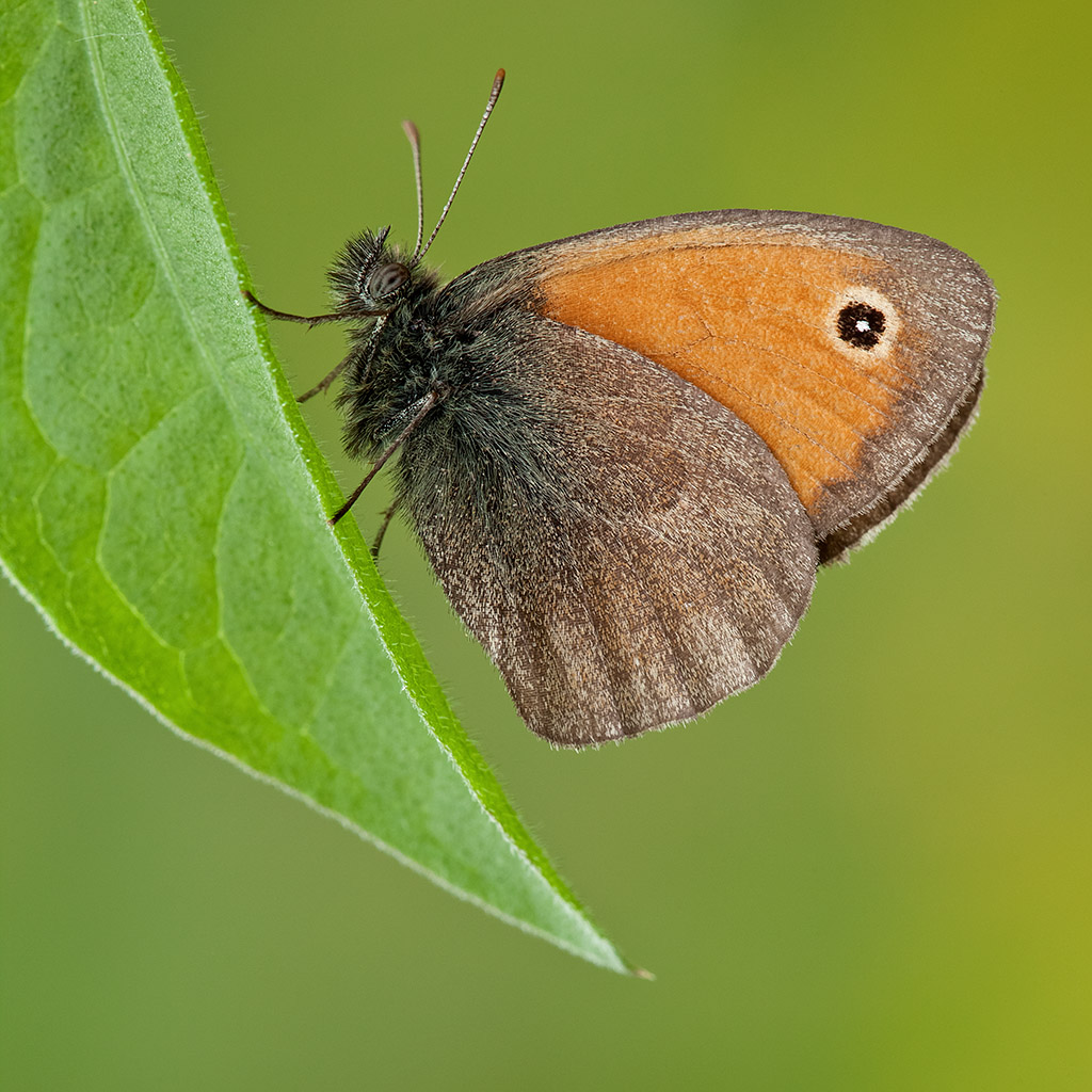 Coenonympha pamphilus