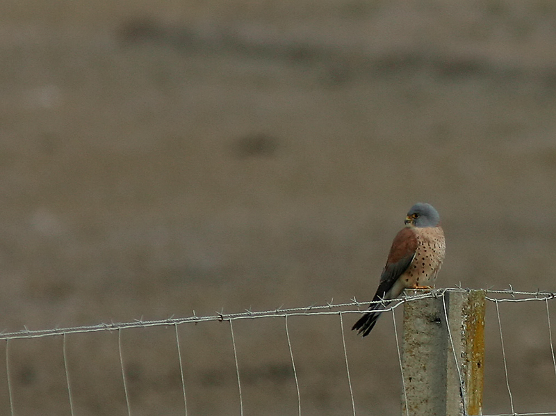 falco neumanni (Grillaio): il maschio