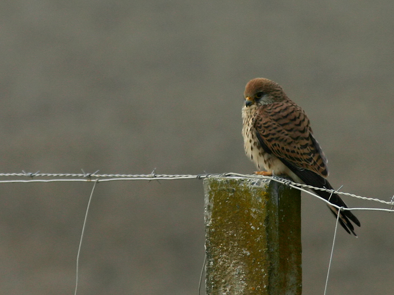 falco neumanni (Grillaio): la femmina