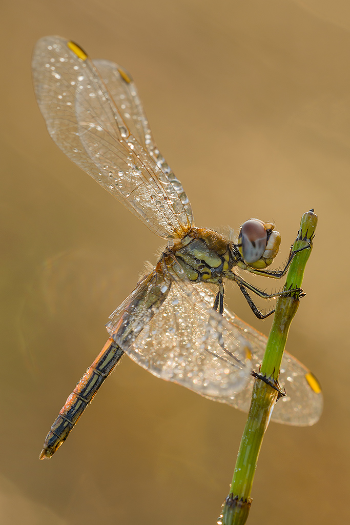 Dragonfly