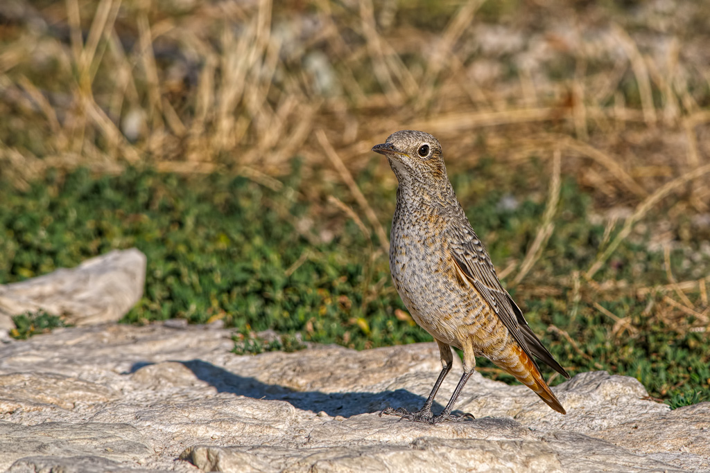 Codirossone (Monticola saxatilis)