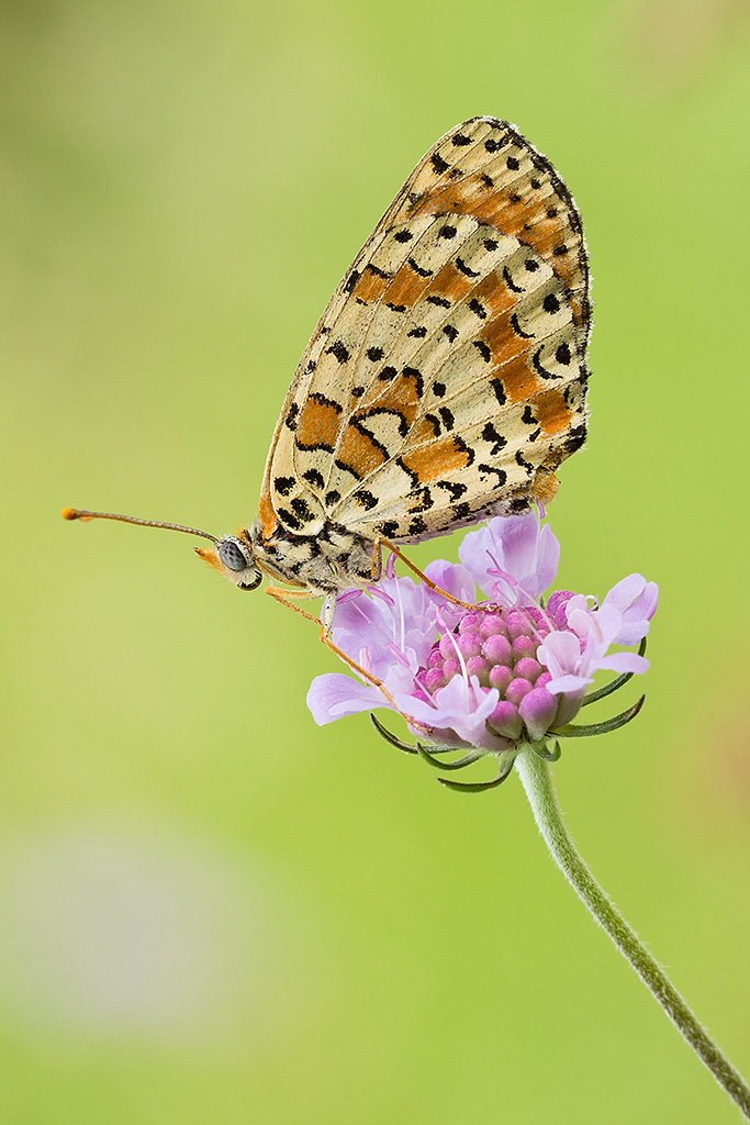 Melitaea didyma