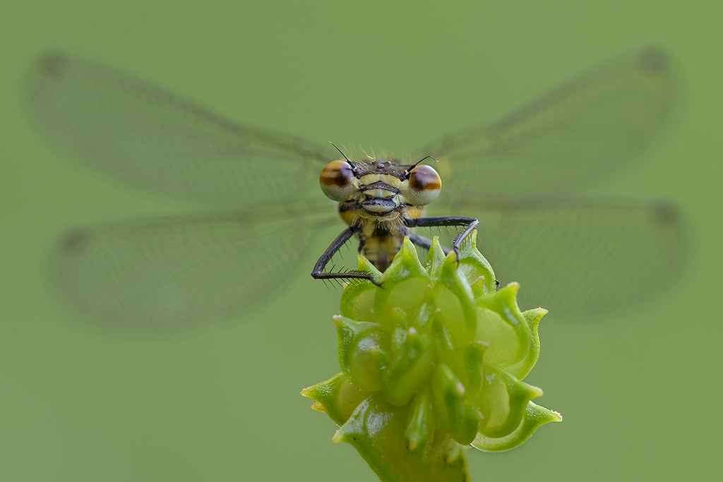 Ritratto di Pyrrhosoma nymphula